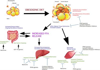 Uncoupling hepatic insulin resistance – hepatic inflammation to improve insulin sensitivity and to prevent impaired metabolism-associated fatty liver disease in type 2 diabetes